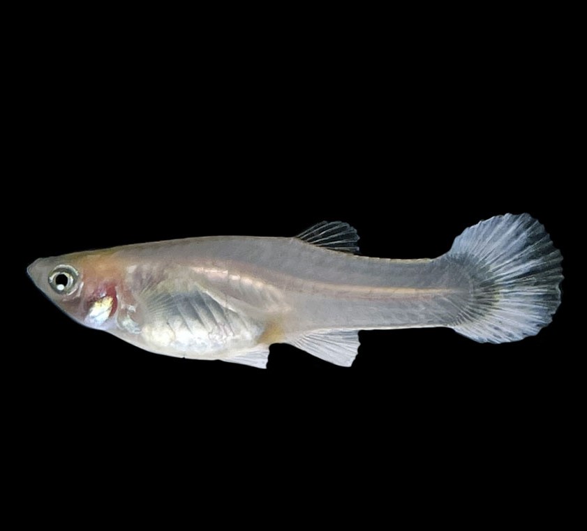 snow white female guppy